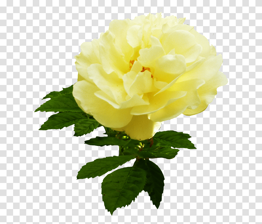 Download Yellow Rose Flower Garden Roses Garden Roses, Plant, Blossom, Acanthaceae, Petal Transparent Png