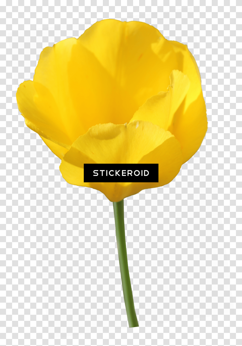 Download Yellow Tulip Flowers Tulip Image With No Tulip, Plant, Blossom, Petal, Rose Transparent Png