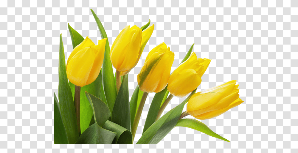 Download Yellow Tulip Photo Yellow Tulip Flower, Plant, Blossom Transparent Png
