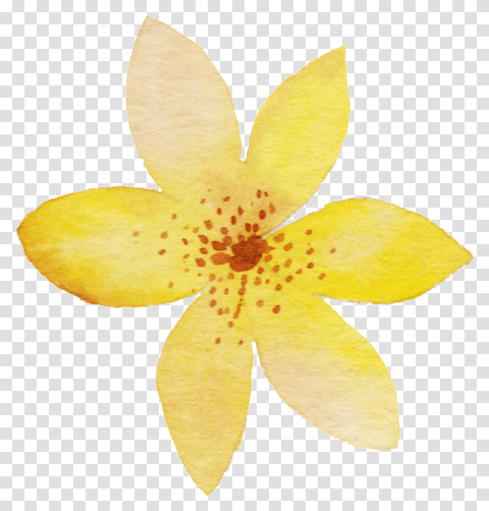 Download Yellow Watercolor Flower Yellow Yellow Water Color Flowers, Petal, Plant, Blossom, Leaf Transparent Png