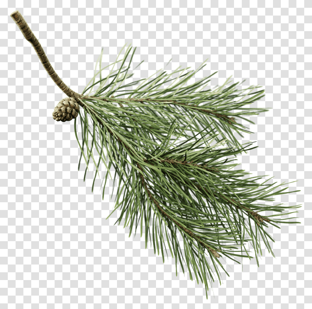 Download You Can Use The Twig With Pine Preset But Green Pine Tree Branch Background, Plant, Conifer, Fir, Abies Transparent Png