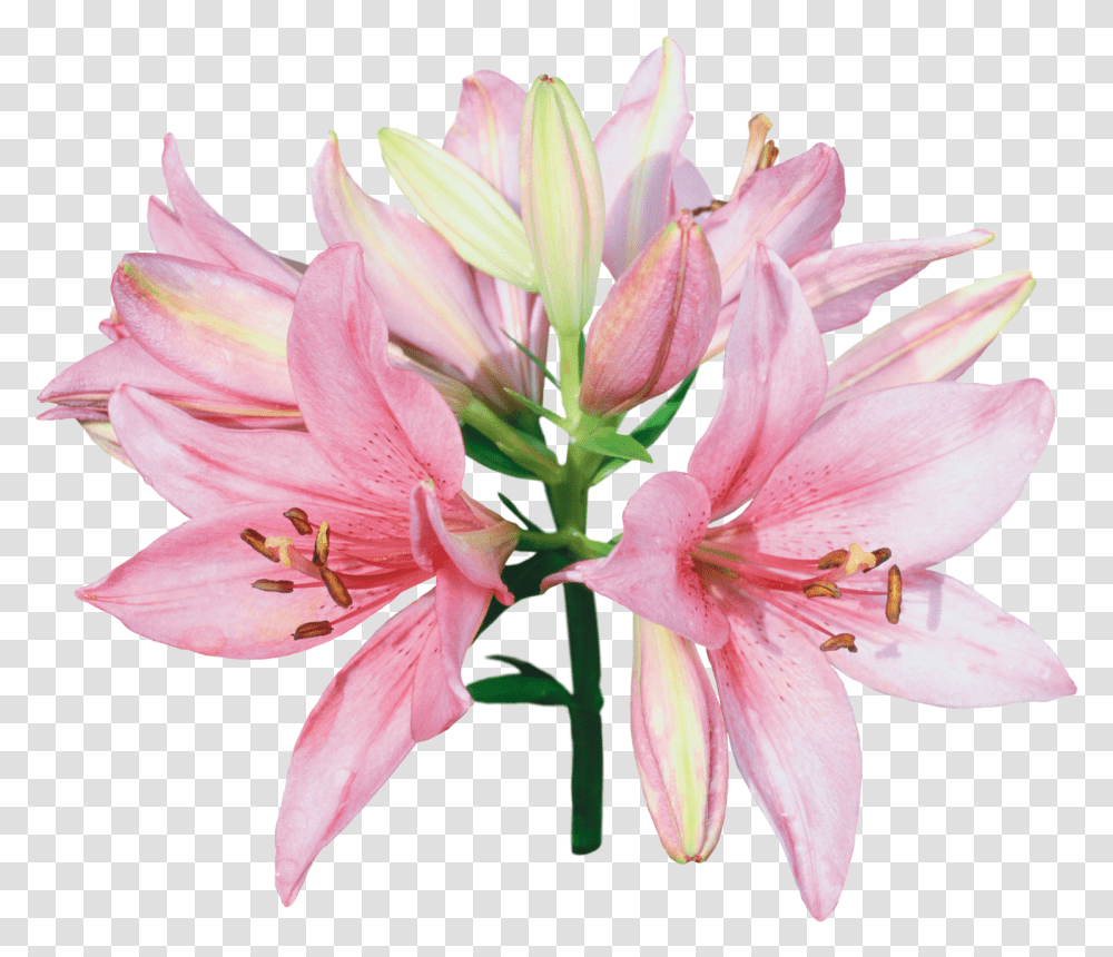 Download You Might Also Like Pink And White Lily Flowers, Plant, Blossom, Amaryllis, Geranium Transparent Png