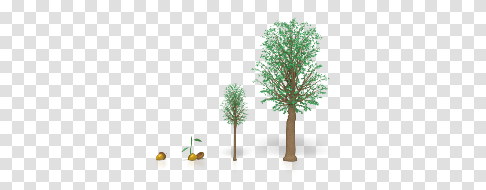 Download Young Oak Tree Growth Of A Tree, Plant, Root, Vegetable, Food Transparent Png