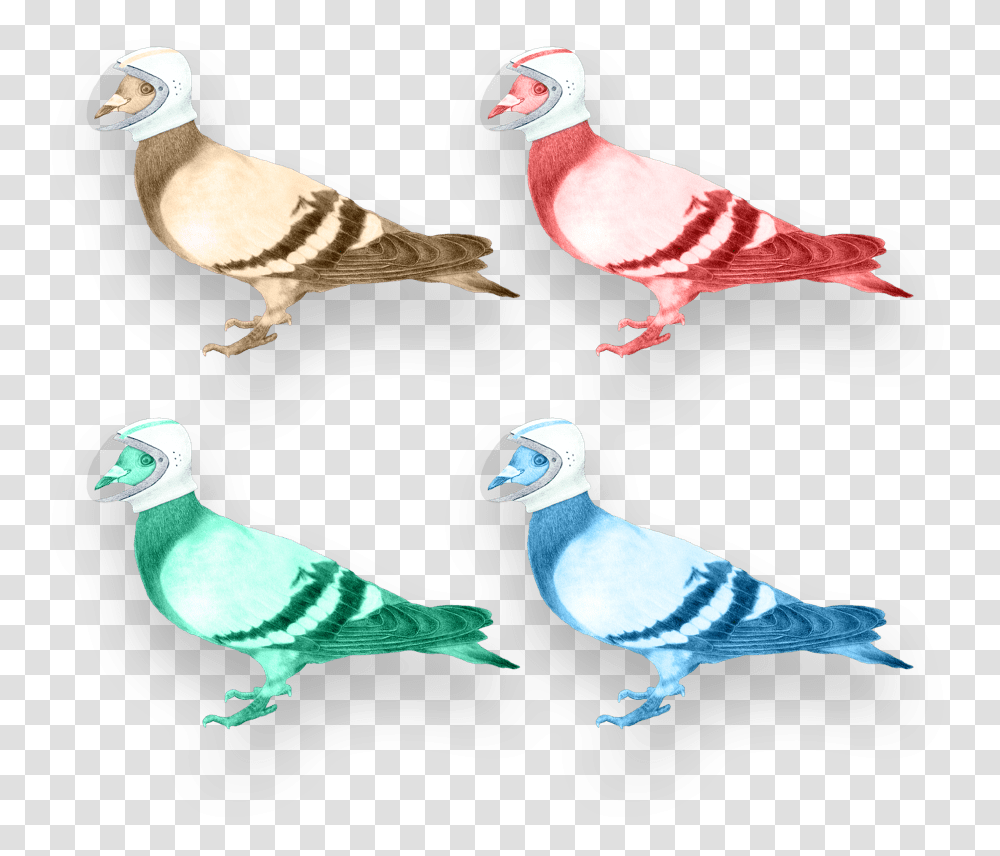 Download Your Digital Partners In Crime Pigeons And Doves Bird, Animal, Porcelain, Pottery, Jay Transparent Png