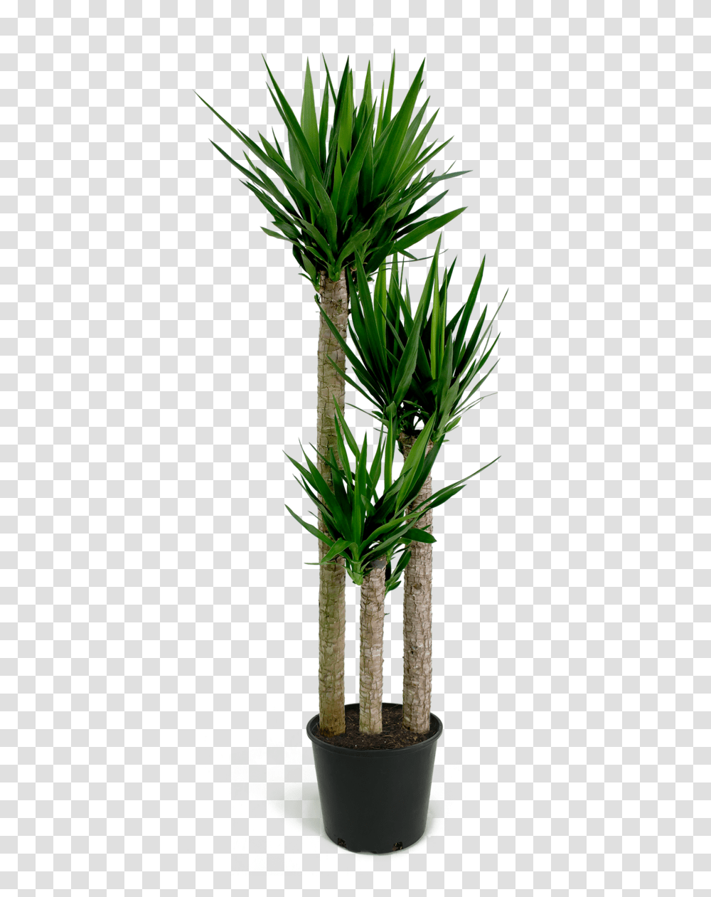 Download Yucca Cane Image With Yucca, Plant, Flower, Blossom, Tree Transparent Png