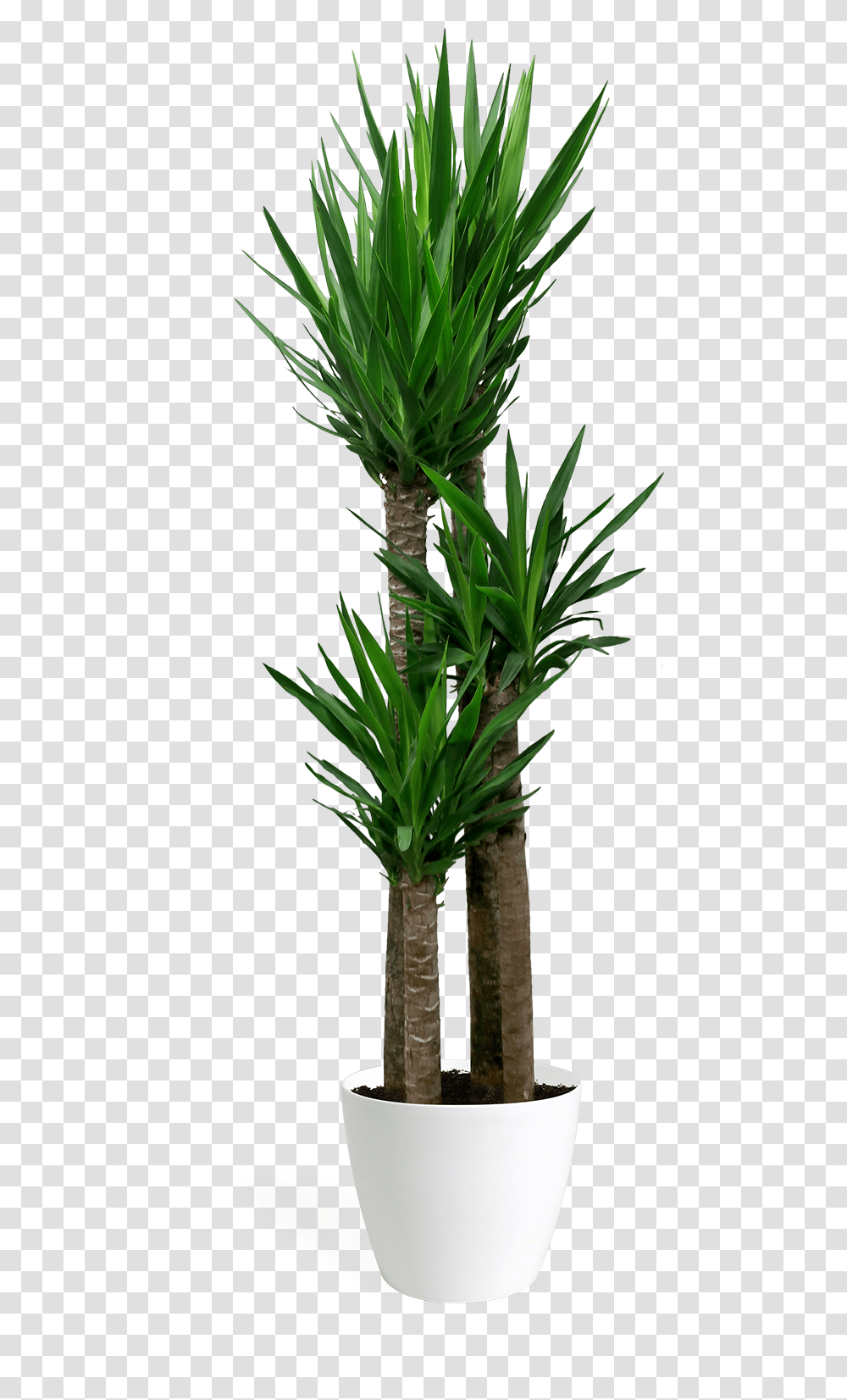 Download Yucca Cane Staggered Large Yucca, Tree, Plant, Palm Tree, Arecaceae Transparent Png