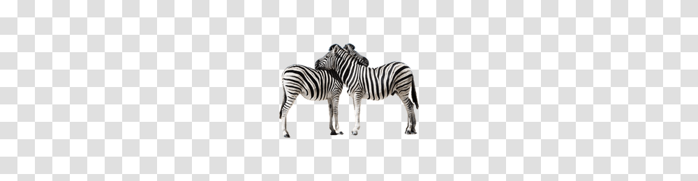 Download Zebra Free Photo Images And Clipart Freepngimg, Wildlife, Mammal, Animal, Tarmac Transparent Png