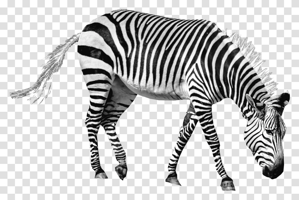 Download Zebra Image For Free Zebra, Wildlife, Mammal, Animal, Tarmac Transparent Png