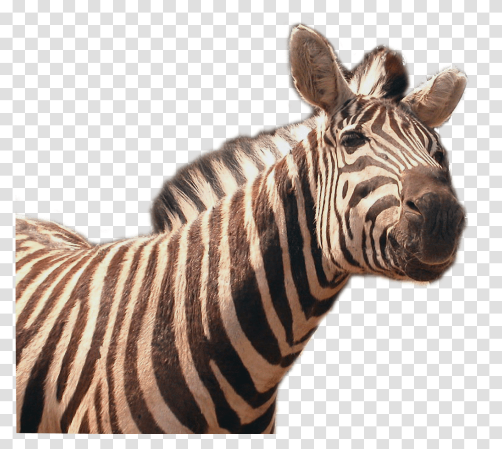 Download Zebra Image Quagga, Wildlife, Mammal, Animal, Giraffe Transparent Png