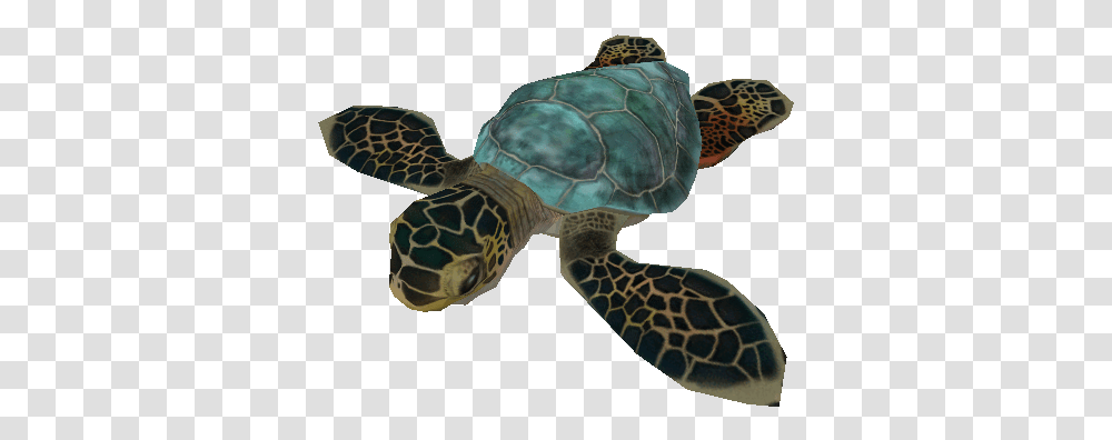 Download Zip Archive Baby Sea Turtle, Reptile, Sea Life, Animal, Tortoise Transparent Png