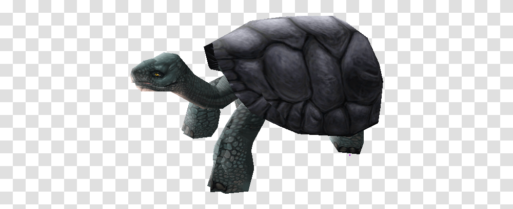 Download Zip Archive Galpagos Tortoise, Animal, Alien, Person, Turtle Transparent Png