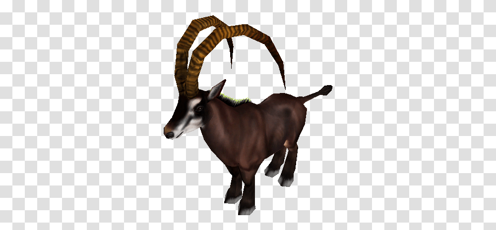 Download Zip Archive Giant Sable Antelope Male, Wildlife, Mammal, Animal, Gazelle Transparent Png