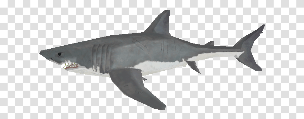 Download Zip Archive Great White Shark, Sea Life, Fish, Animal Transparent Png