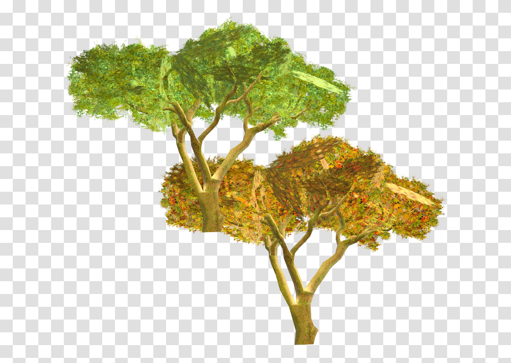 Download Zip Archive Swamp Maple, Plant, Tree, Bush, Vegetation Transparent Png