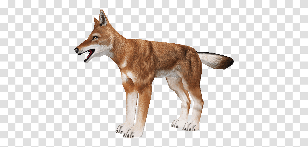 Download Zip Archive Zoo Tycoon 2 Ethiopian Wolf, Mammal, Animal, Red Fox, Canine Transparent Png