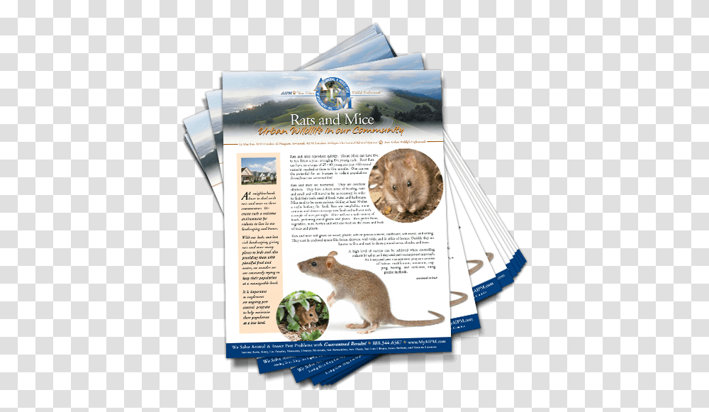 Downloadable Image Rat, Advertisement, Poster, Flyer, Paper Transparent Png