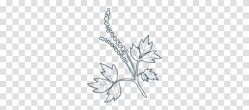 Dr Elise Schroeder Line Art, Outdoors, Flower, Plant, Blossom Transparent Png