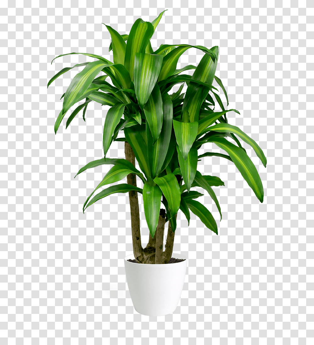 Dracaena Massangeana Stump Dracaena Fragrans, Plant, Palm Tree, Arecaceae, Leaf Transparent Png