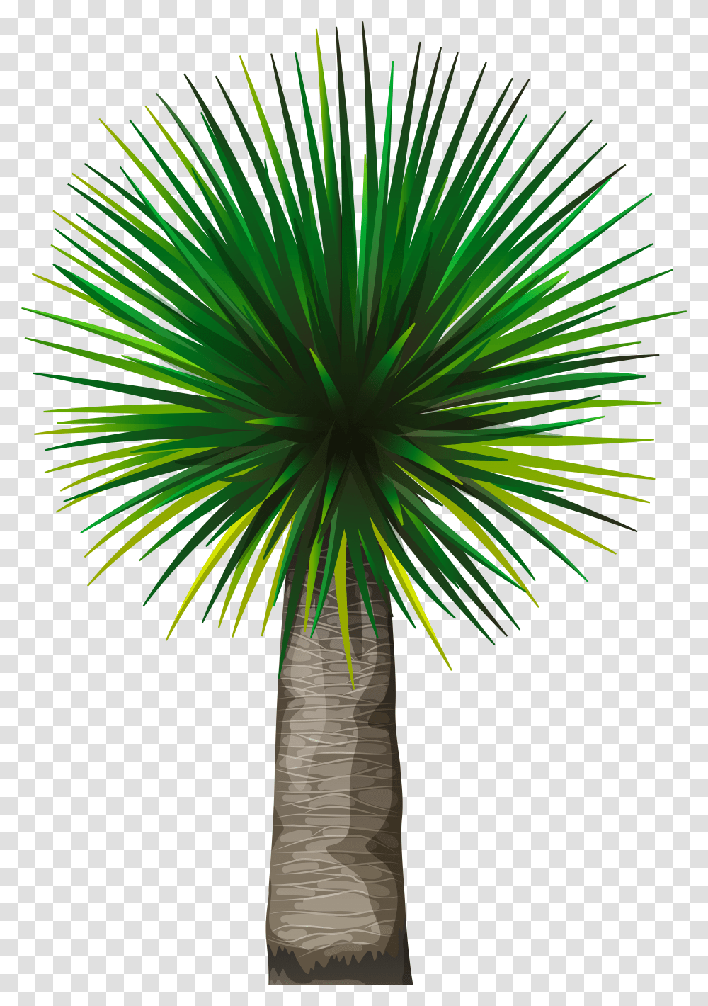 Dracaena, Palm Tree, Plant, Arecaceae, Nature Transparent Png