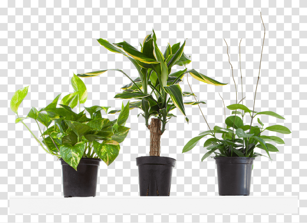 Dracaena, Plant, Tree, Palm Tree, Arecaceae Transparent Png