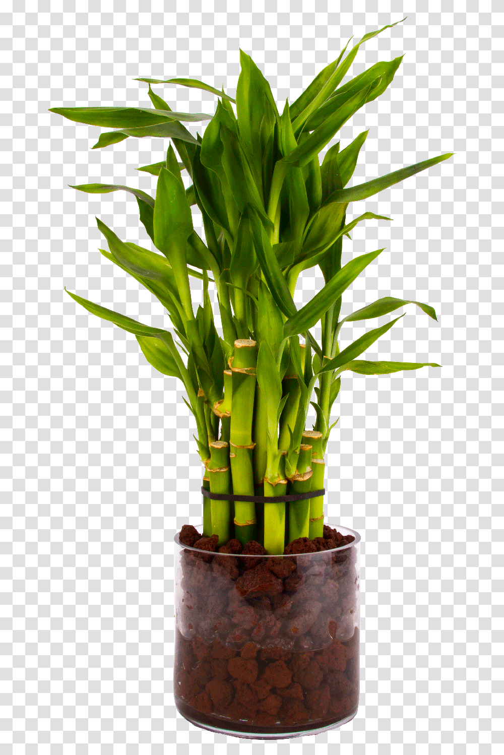 Dracaena Sanderiana Gold Pot, Plant, Bamboo, Pineapple, Fruit Transparent Png