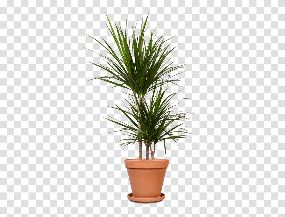 Dracena Bikolor 2 Stvola, Plant, Tree, Palm Tree, Arecaceae Transparent Png