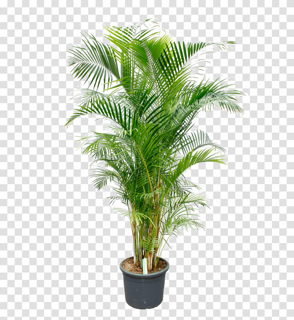 Dracena Fragrance, Palm Tree, Plant, Arecaceae, Vegetation Transparent Png