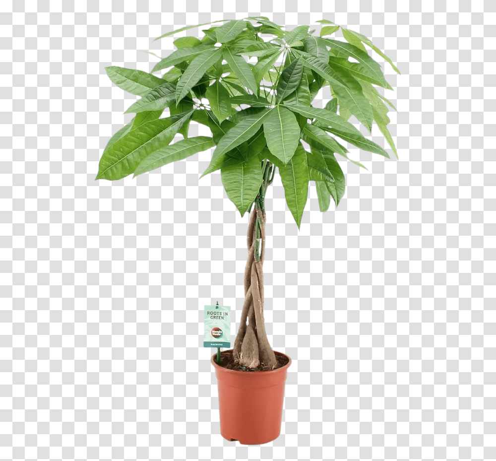 Dracena Ikea, Plant, Leaf, Tree, Palm Tree Transparent Png
