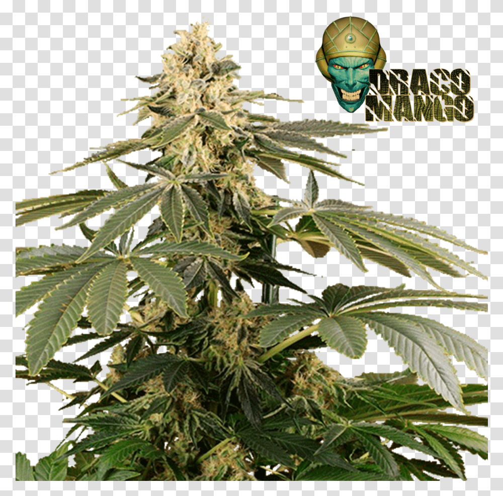 Draco Mango, Plant, Hemp, Weed, Potted Plant Transparent Png