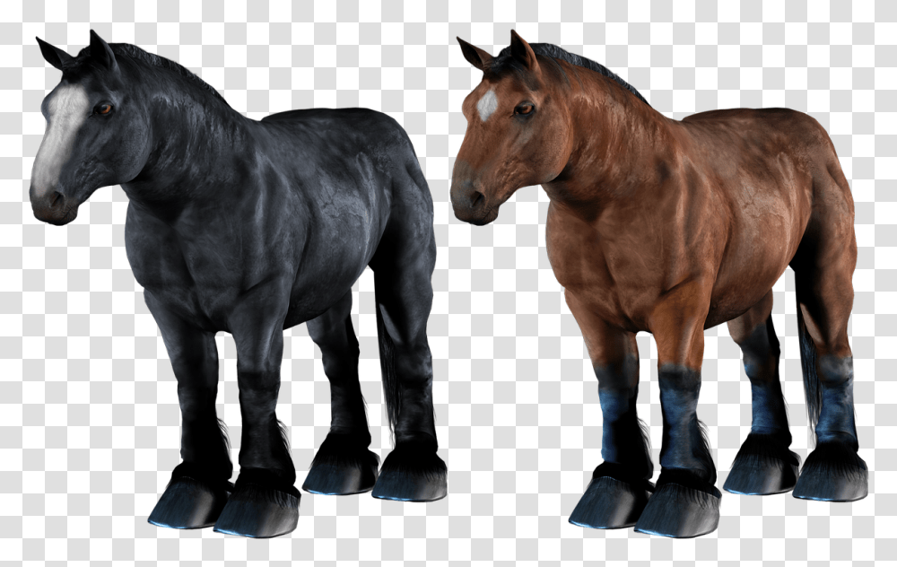 Draft Horse, Mammal, Animal, Colt Horse, Shoe Transparent Png