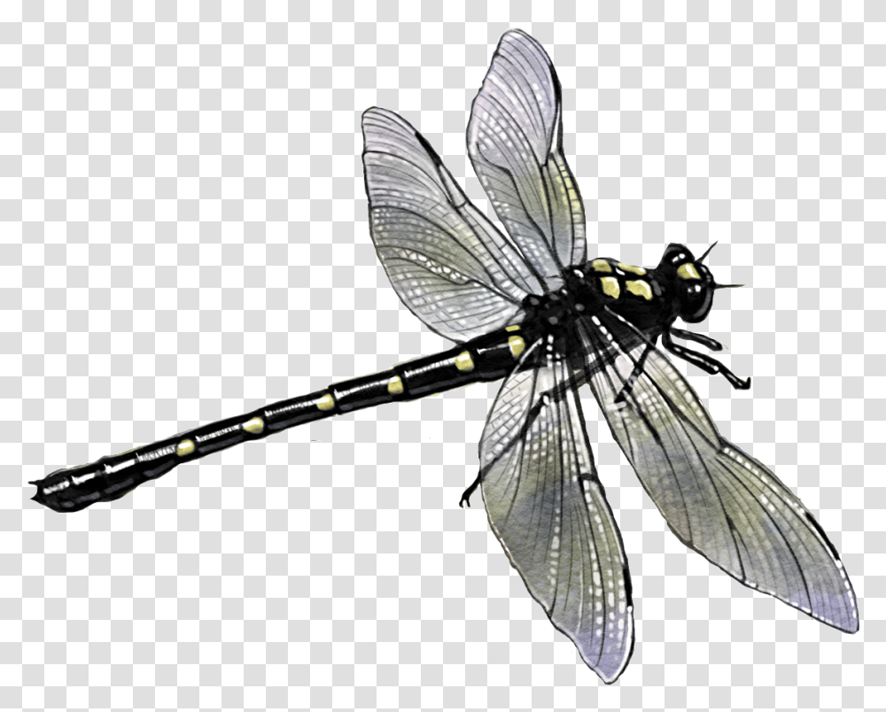 Dragon Butterfly, Dragonfly, Insect, Invertebrate, Animal Transparent Png