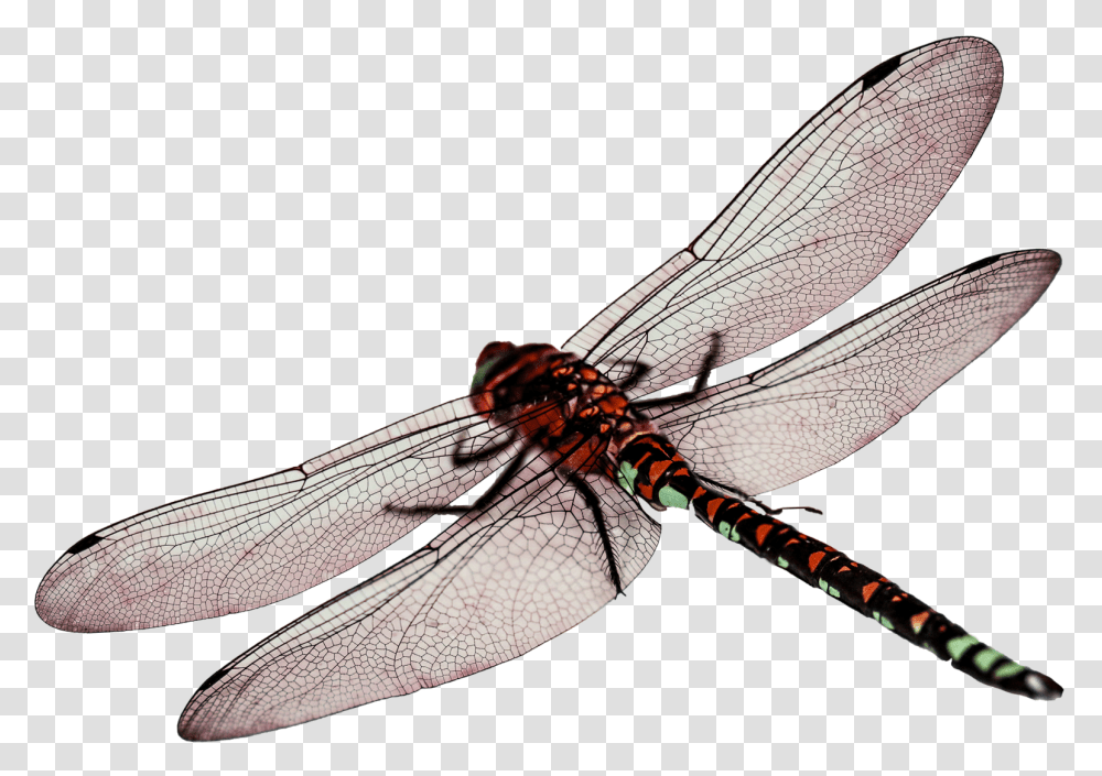Dragon Fly Dragonfly, Insect, Invertebrate, Animal, Anisoptera Transparent Png