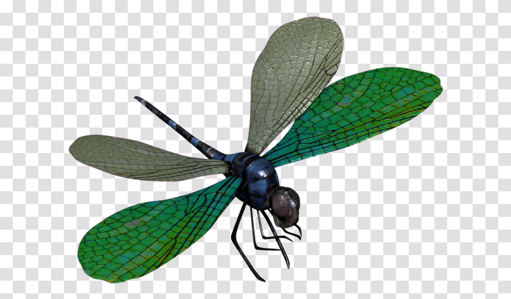 Dragon Fly Green Dragonfly, Insect, Invertebrate, Animal, Anisoptera Transparent Png
