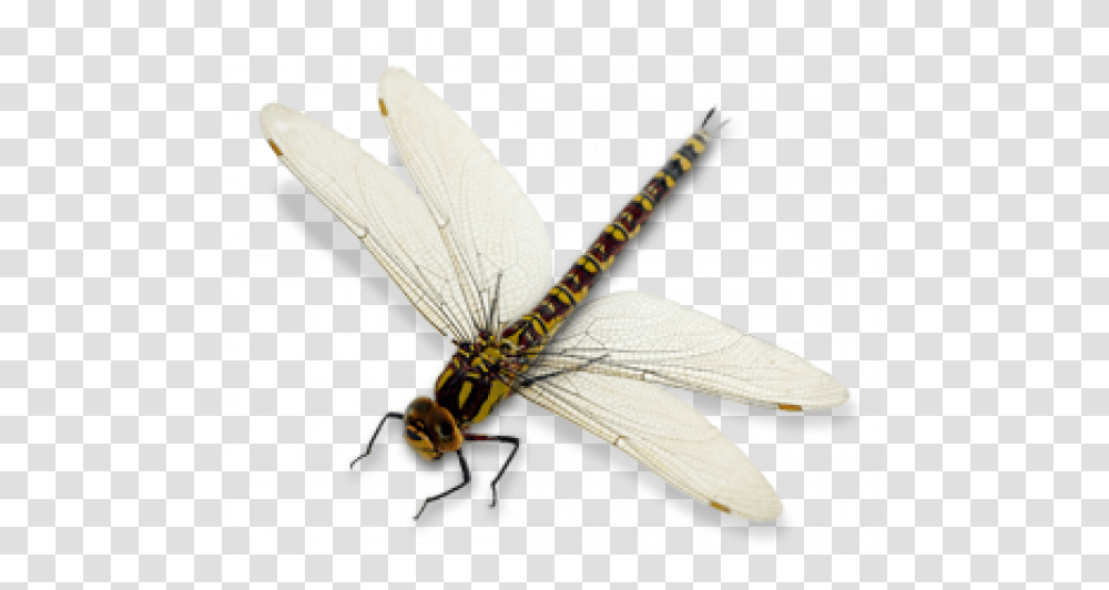 Dragon Fly Images - Free Vector Green And Black Dragonfly, Insect, Invertebrate, Animal, Anisoptera Transparent Png