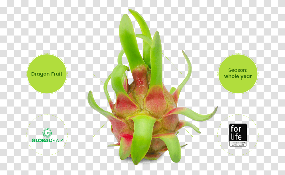 Dragon Fruit Dragonfruit, Plant, Flower, Blossom, Pollen Transparent Png