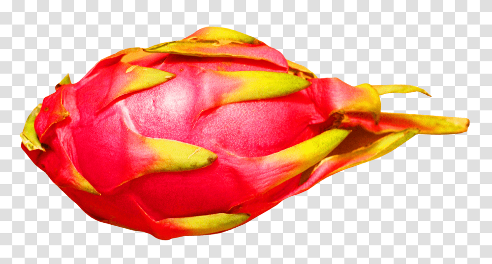 Dragon Fruit Image, Plant, Petal, Flower, Rose Transparent Png