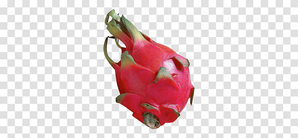 Dragon Fruit Pitaya Pitaya, Plant, Flower, Food, Petal Transparent Png