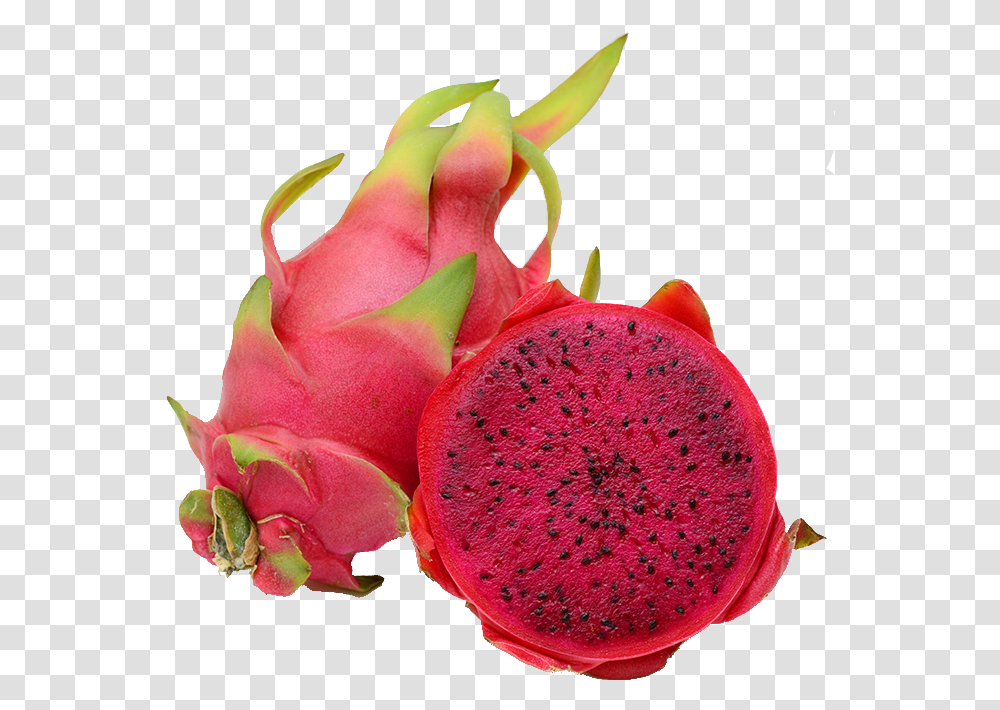 Dragon Fruit Producer In West Bengal Dragon Fruit, Plant, Food, Watermelon, Rose Transparent Png