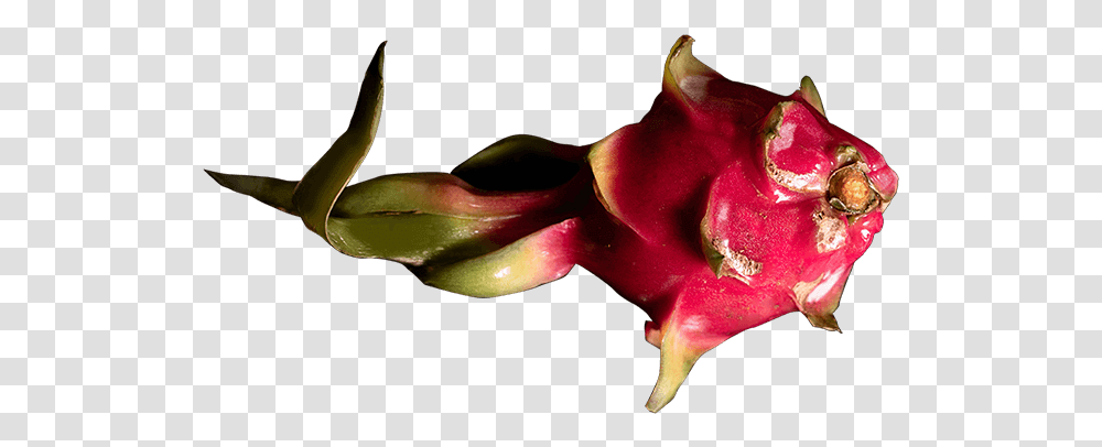 Dragon Fruit Shake Costus Family, Plant, Petal, Flower, Acanthaceae Transparent Png