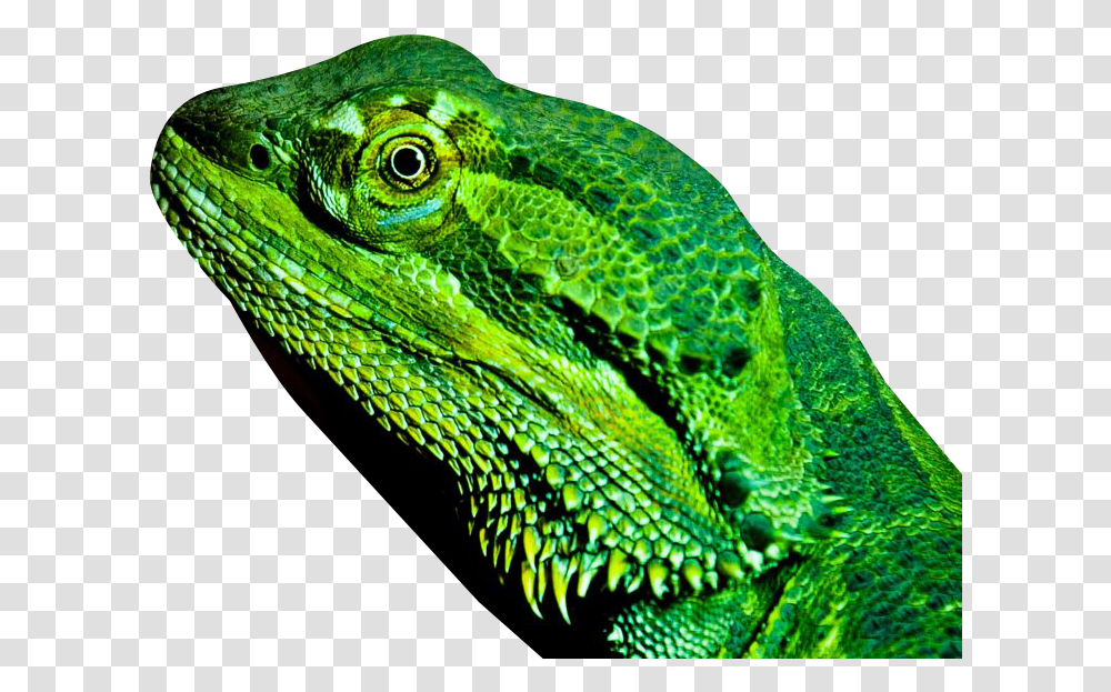 Dragon Lizard Lizard, Reptile, Animal, Iguana, Green Lizard Transparent Png