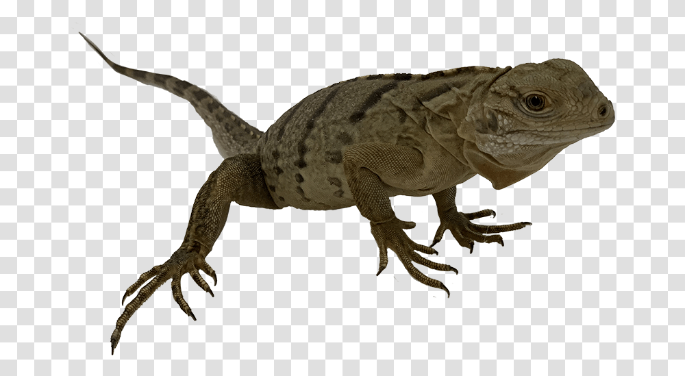 Dragon Lizard, Reptile, Animal, Dinosaur, Gecko Transparent Png