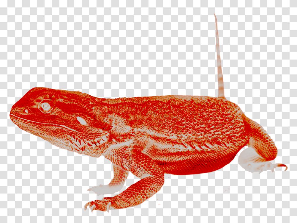 Dragon Lizard, Reptile, Animal, Gecko, Amphibian Transparent Png