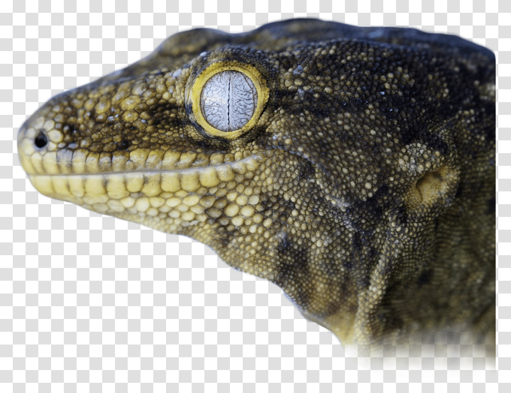 Dragon Lizard, Reptile, Animal, Gecko, Amphibian Transparent Png