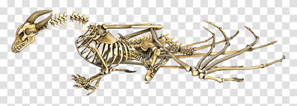 Dragon Skeleton Transparent Png