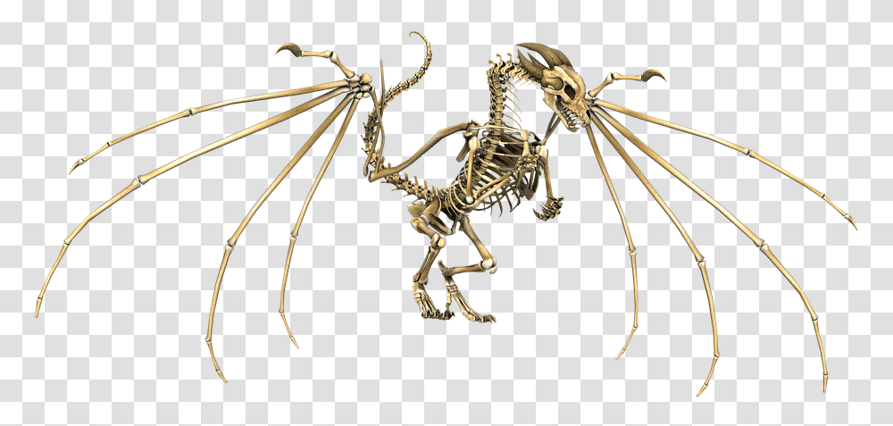 Dragon Skeleton Wings Flying Fantasy Fairytale Skeleton Dragon Dnd, Bow, Spider, Invertebrate, Animal Transparent Png