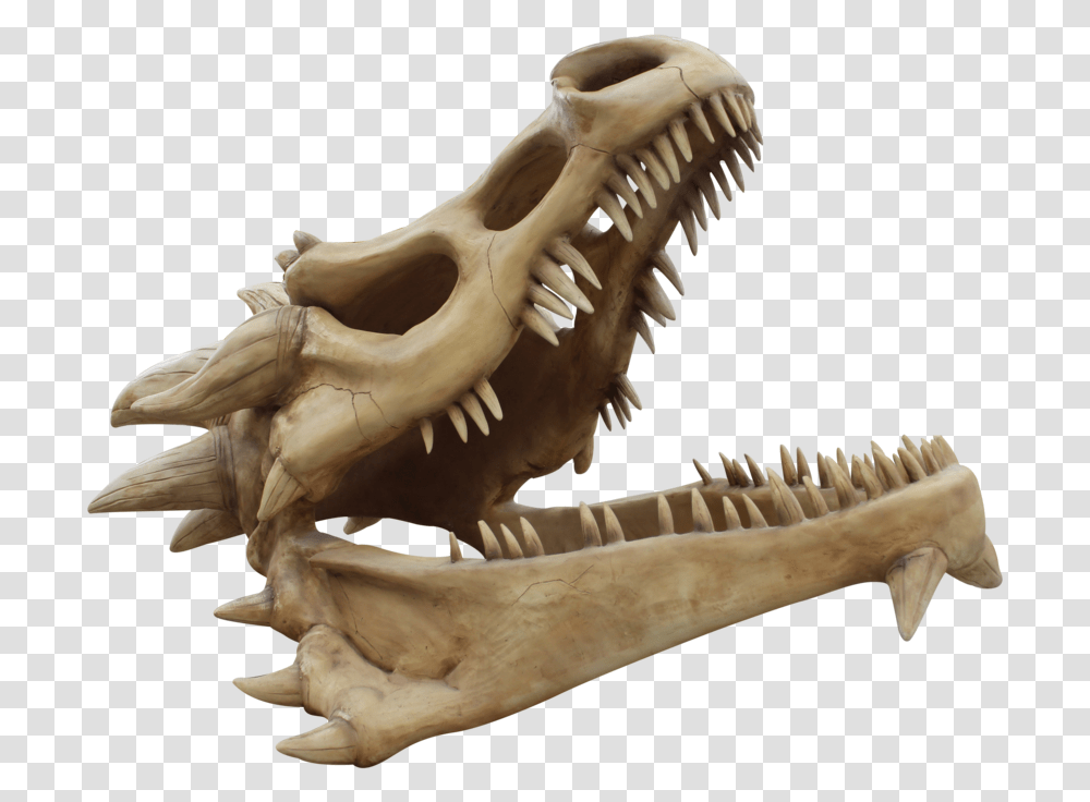 Dragon Skull Collections Dragon Skull, Bird, Animal, Dinosaur, Reptile Transparent Png