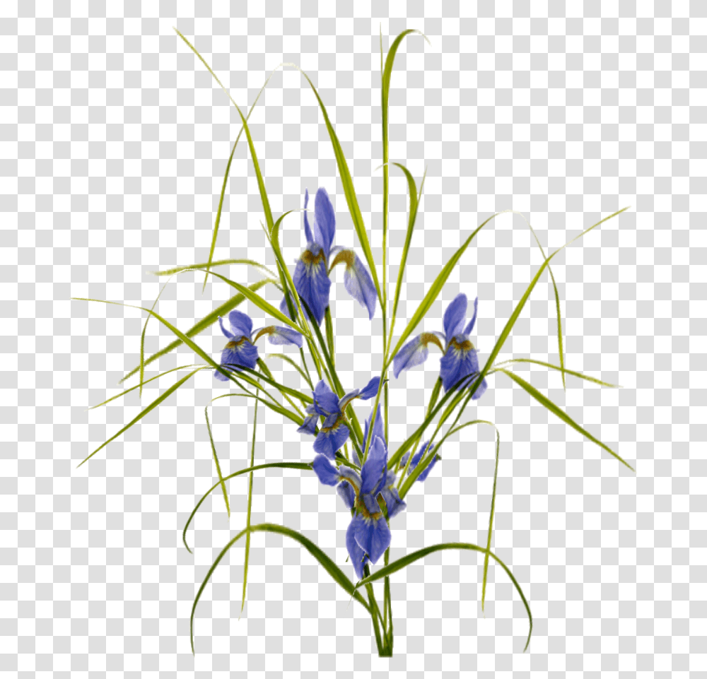Dragondex Part Two Blue Dragons Gamer Geoff Ancient Blue Dragon, Plant, Iris, Flower, Flower Arrangement Transparent Png
