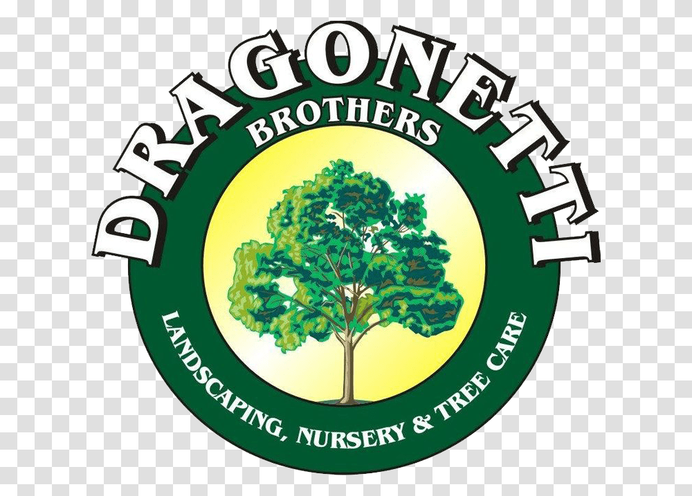 Dragonetti Brothers Landscaping, Oak, Tree, Plant, Sycamore Transparent Png