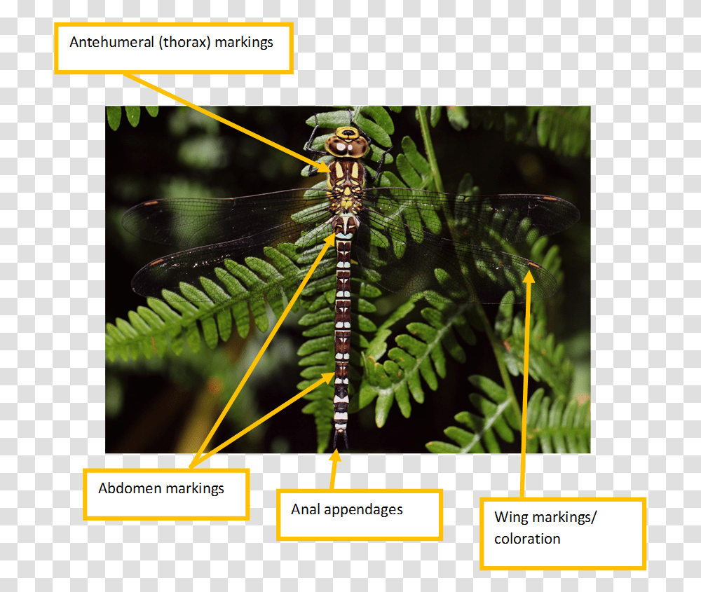 Dragonflies And Damseflies, Plant, Animal, Insect, Invertebrate Transparent Png
