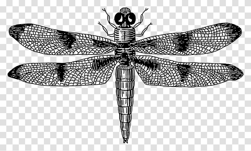 Dragonflies Black And White, Gray, World Of Warcraft Transparent Png